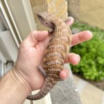 PG Litter, Couple 5 (PG07)
