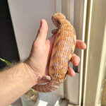DE Litter, Couple 6 (DE13)